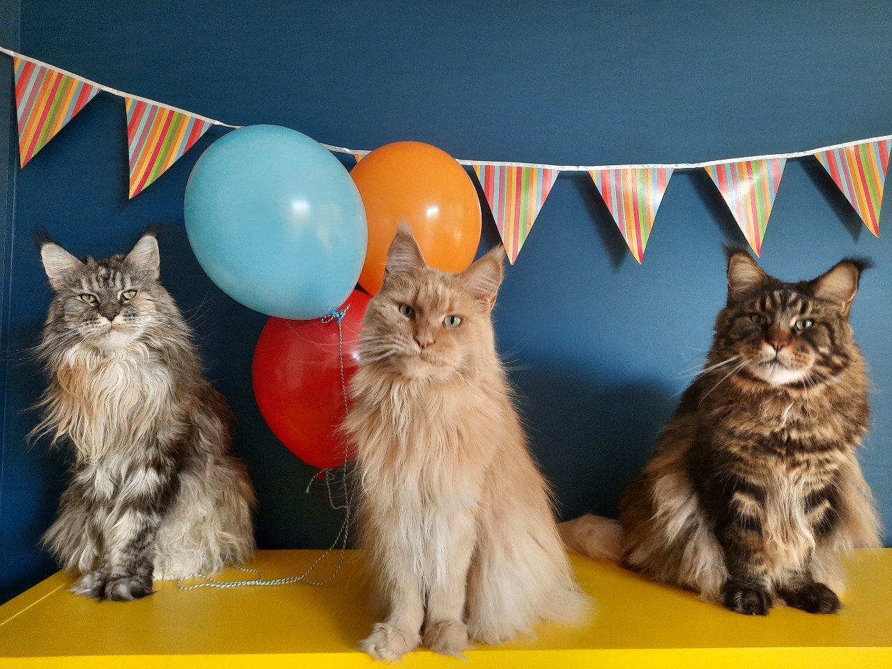 UZ Brussel Foundation - Villa Samson - 5 jaar - katten